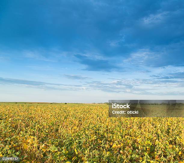 Foto de Campo De Soja Maturação Na Primavera Paisagem Cultural e mais fotos de stock de Agricultura