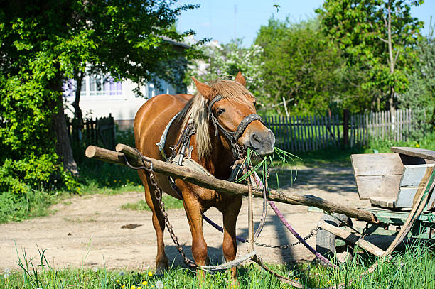 istock Horse in meadow. Summer day 513919969