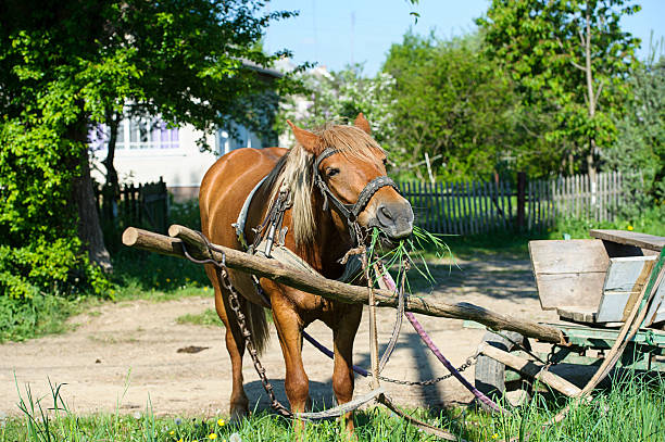 istock Horse in meadow. Summer day 513919995