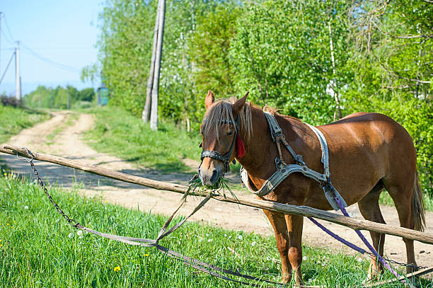 istock Horse in meadow. Summer day 513920109