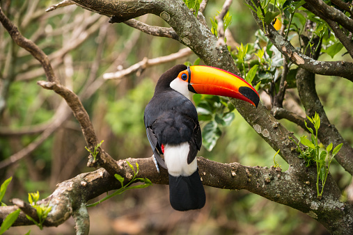 Toco toucan in the wildlife