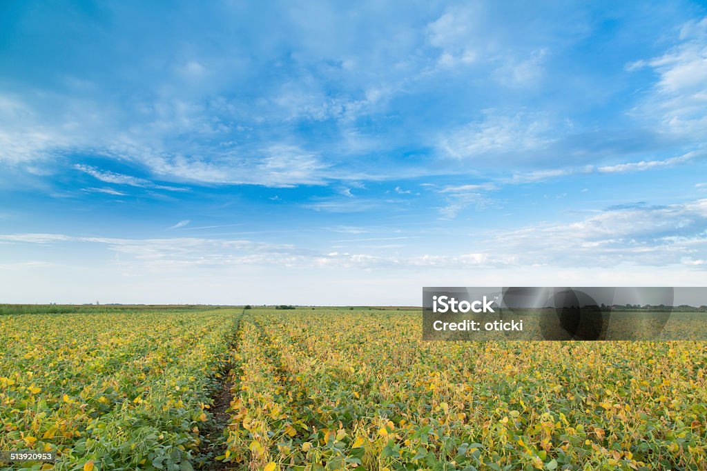 Campo de soja maturação na primavera, paisagem cultural - Foto de stock de Agricultura royalty-free