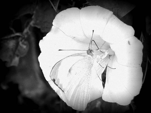 White butterfly on a white flower and black background. Taken in Ireland.