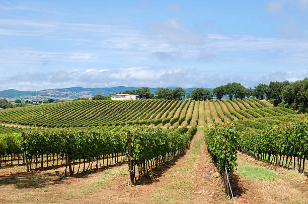 istock Field of vines in Tuscany 513921331