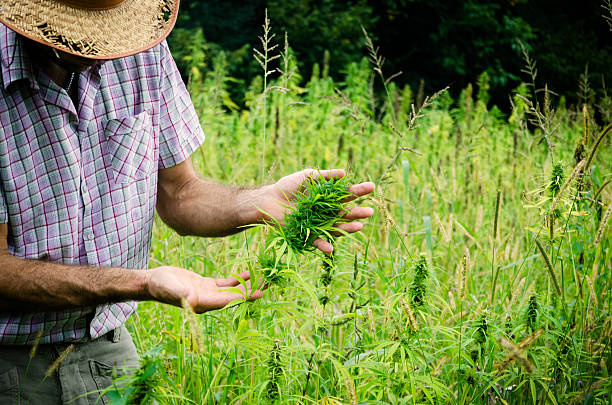 agricultor controlar o cânhamo corte - picking up single object leisure activity recreational pursuit - fotografias e filmes do acervo