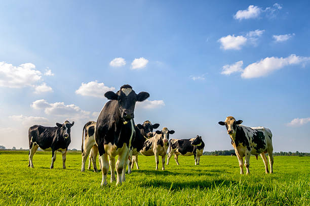 vacas en un campo - cow field dutch culture netherlands fotografías e imágenes de stock