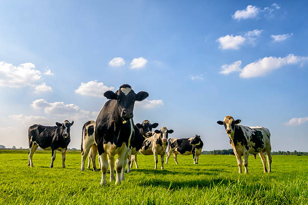 Cows in a field Group of cows looking into the lens with a blue sky in the background. grazing photos stock pictures, royalty-free photos & images