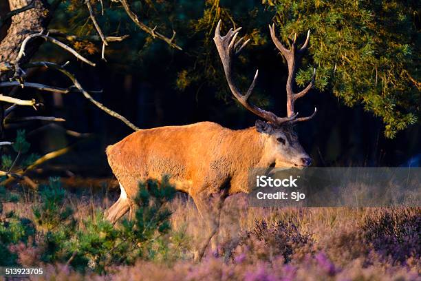 Red Deer Stag Stock Photo - Download Image Now - Animal, Animals In The Wild, Antler