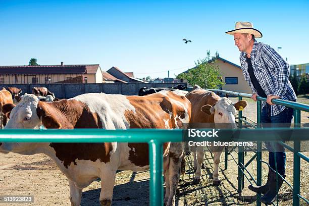 Agricultor Está Trabajando En Una Granja De Vacas Foto de stock y más banco de imágenes de 40-49 años - 40-49 años, 45-49 años, Actividad
