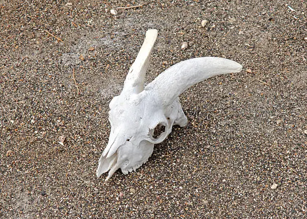 Photo of Goat Skull on sand
