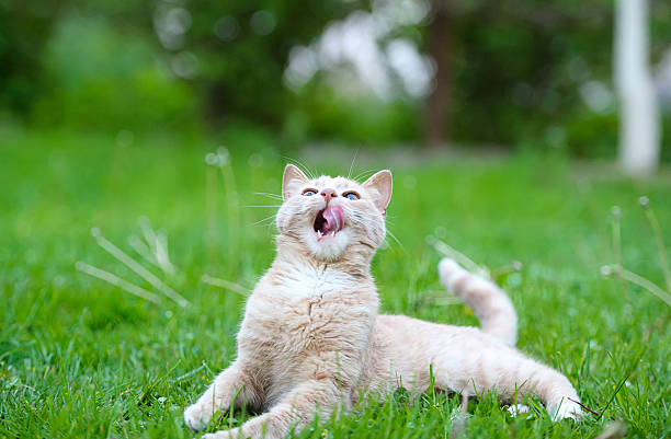 istock Funny cat on the green grass 513924651