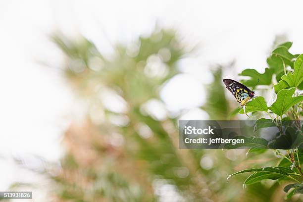 Butterflies Are Fairies Of The Forest Stock Photo - Download Image Now - Animal, Animal Antenna, Animal Body Part