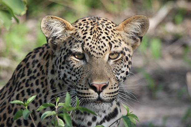 istock leopard in nature Africa 513932094