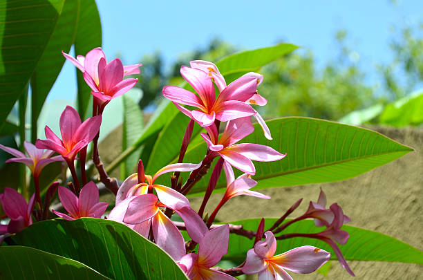 istock Beautiful frangipanis in tropical Bali 513933330