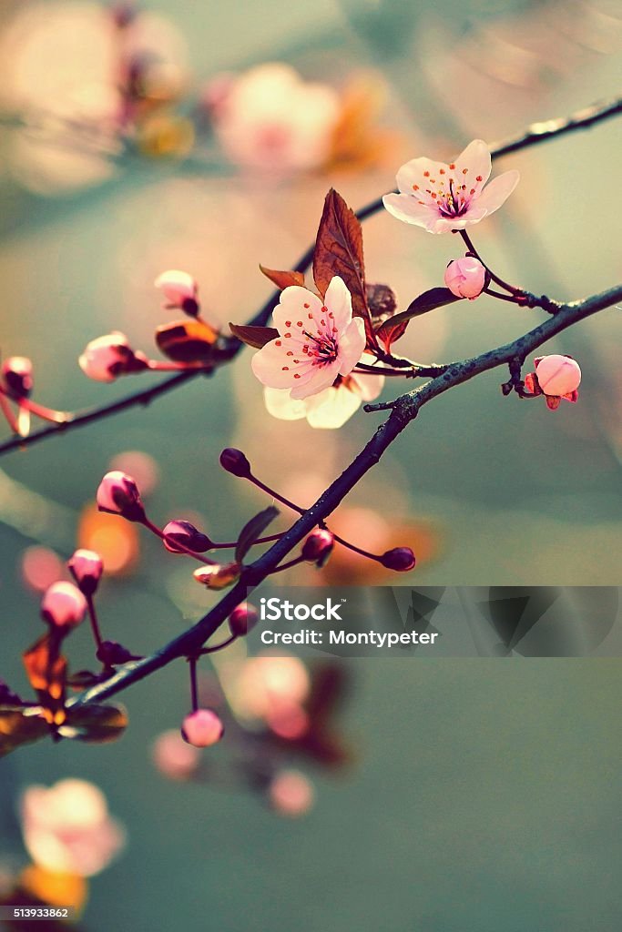 Beautiful flowering Japanese cherry - Sakura. Beautiful flowering Japanese cherry - Sakura. Background with flowers on a spring day. Affectionate Stock Photo