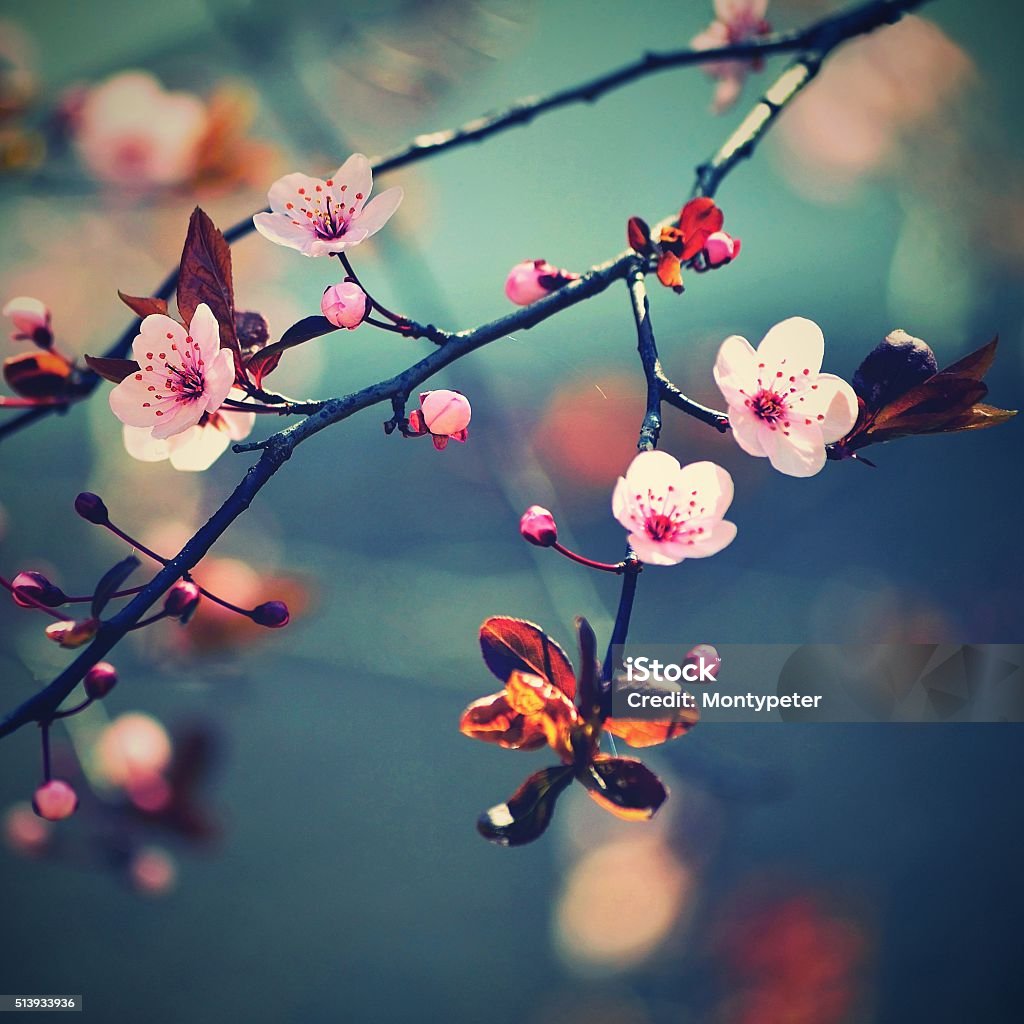 Beautiful flowering Japanese cherry Sakura. Season Background. Beautiful flowering Japanese cherry Sakura. Season Background. Outdoor natural blurred background with flowering tree in spring sunny day. Affectionate Stock Photo