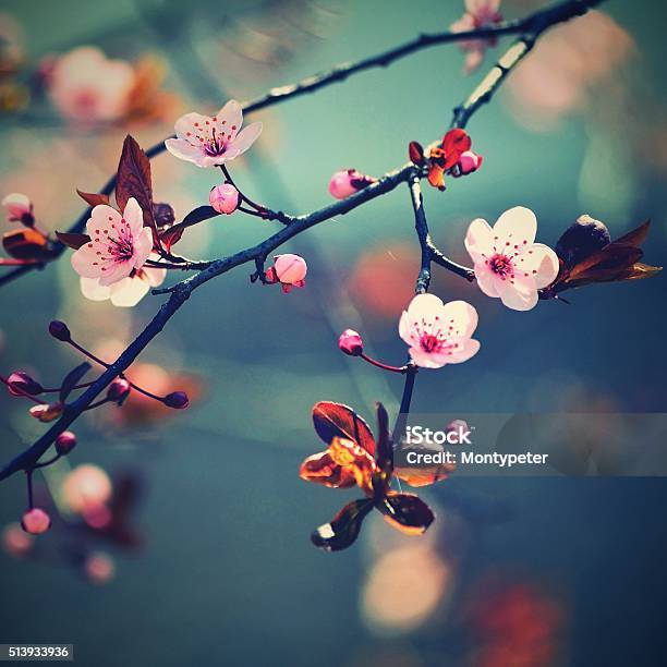 Beautiful Flowering Japanese Cherry Sakura Season Background Stock Photo - Download Image Now