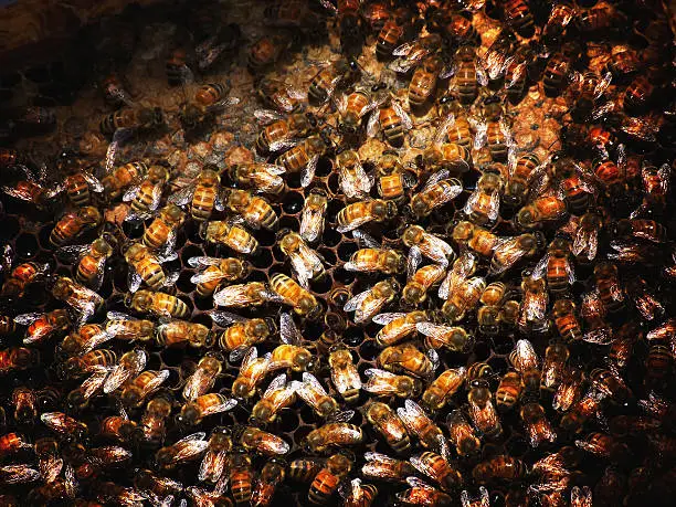 Photo of Bee farming is an occupation of Thailand has been popular.