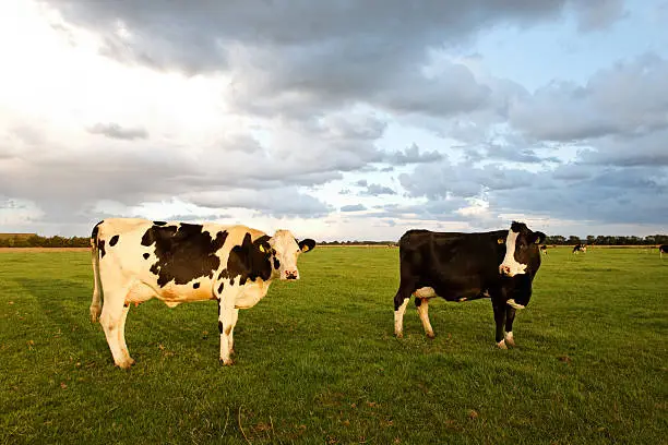 two black and white cows looking at you in eveningsun
