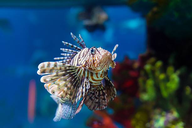 istock colorful sea fish in the aquarium 513934948