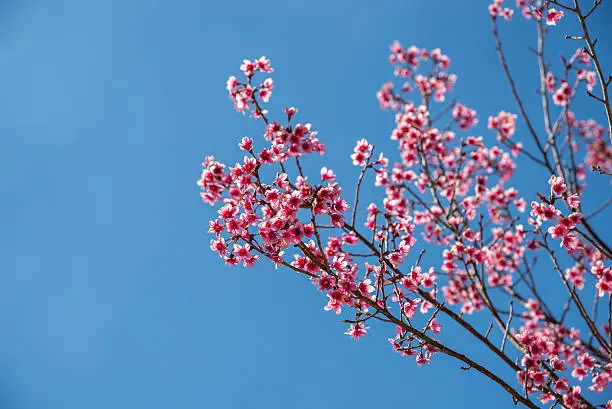 Rosy Trumpet-tree in thailand