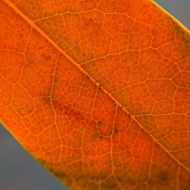 istock Brown Laurel Leaf Close Up on Blue Sky 513936278