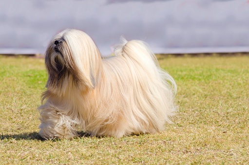 A small young light tan, fawn, beige, gray and white Lhasa Apso dog with a long silky coat running on the grass. The long haired, bearded Lasa dog has heavy straight long coat and is a companion dog.