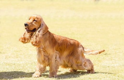 A small, young beautiful fawn, red English Cocker Spaniel dog walking on the grass, with its coat clipped into a show cut, looking very friendly and beautiful. The Cocker Spanyell dogs are an intelligent, gentle and merry breed.