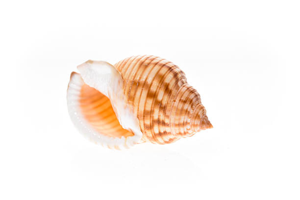 istock Helmet sea shell - Galeodea echinophora. Empty house of sea 513937666