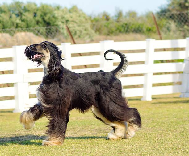 afghan hound - spay - fotografias e filmes do acervo