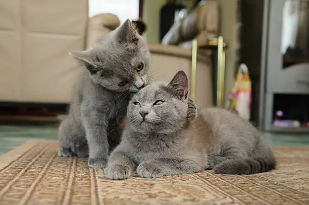 Two Chartreux cats in living room, one is licking tthe other one