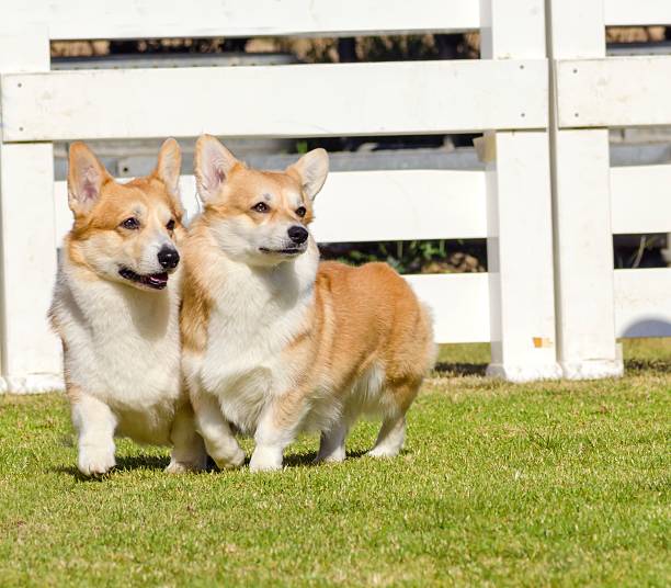 istock Welsh Corgi Pembrokes 513938170