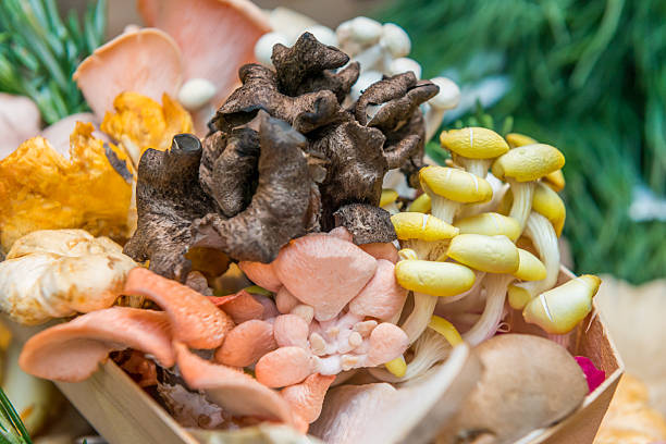 istock Mixed mushroom in a wooden box 513939412