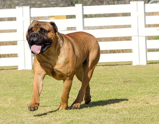 bullmastiff cachorro - bull mastiff - fotografias e filmes do acervo