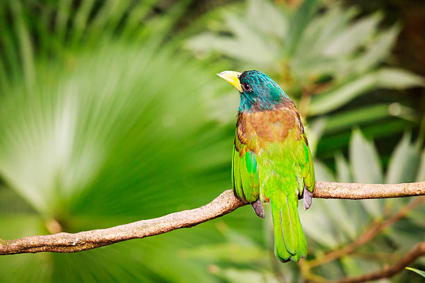 istock Exotic colorful bird sitting on a branch 513939544
