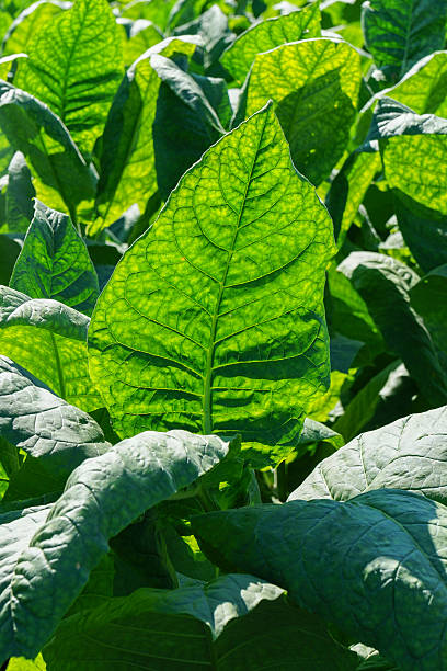 istock Tobacco leaves field 513939968