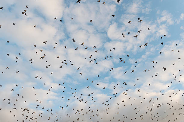 istock large Flock of Birds 513940488