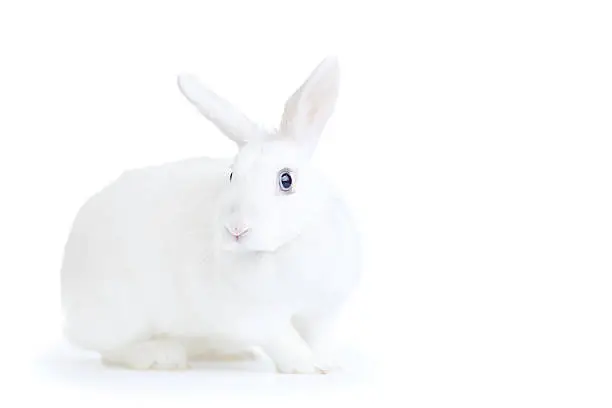 Photo of white rabbit isolated on white looking at the camera