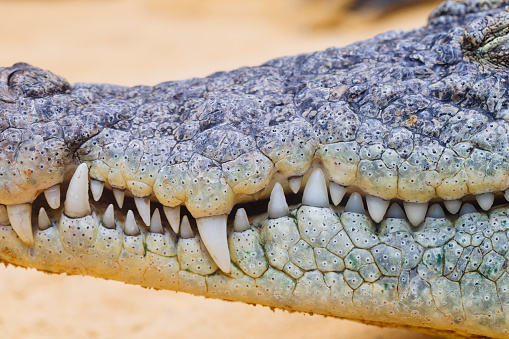 close up of a crocodile teeth