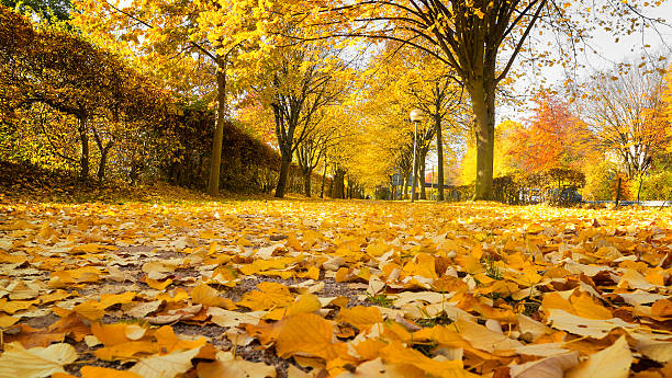 istock Linden alley in autumn. 513941378