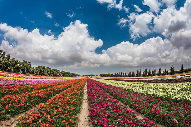 istock The garden buttercups growing bright stripes 513942758