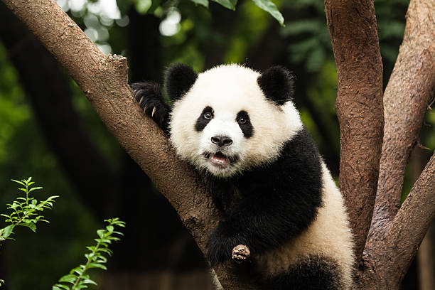 panda im baum - chengdu stock-fotos und bilder