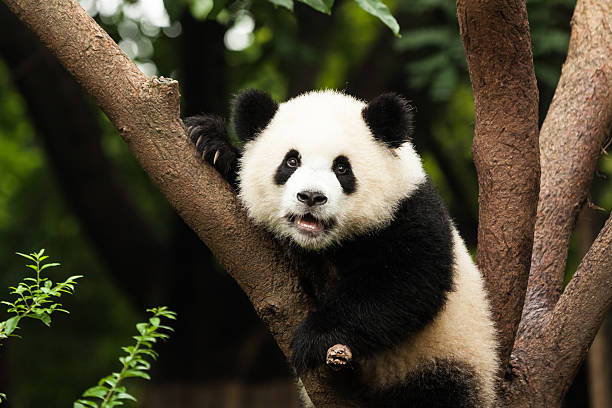 Panda in Tree A giant panda sitting in a tree and staring at you. chengdu photos stock pictures, royalty-free photos & images