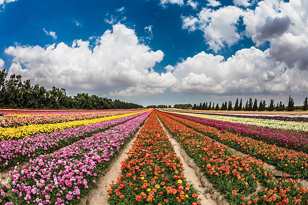 istock The buttercups growing bright stripes 513942920