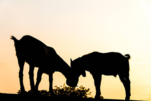 istock Two goats love to each other. 513943582