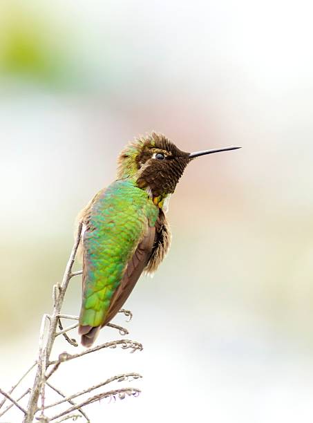 Anna's hummingbird Profile view of a small Anna's Hummingbird sitting on a perch. Distinctive for its long, sharp, straight and slender beak, iridescent red crown and gorget, iridecent bronze, green back gray, brown belly and long bill. iiwi bird stock pictures, royalty-free photos & images