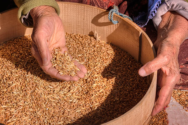 istock Old woman collects wheat for seed. 513944252