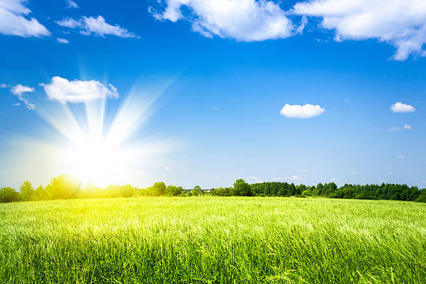 istock sunset over agricultural green field 513945620