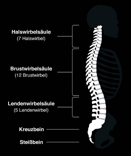 ilustrações, clipart, desenhos animados e ícones de espinha dorsal alemão fundo preto - thoracic vertebrae