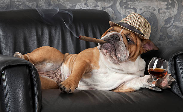 Dog's life Humorous photograph of English Bulldog resting in a black leather chair with a cigar and glass of cognac. smoking issues photos stock pictures, royalty-free photos & images